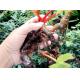 Wilson Begonia Rhizome Begonia wilsonii Gagnep root medical plant yi dian xue