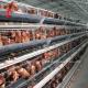 Battery Layer Chicken Cages Automatic Egg A / H Type Rose