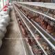 Automatic Feeding System Poultry Chicken Battery Layer Cage A Type Ada
