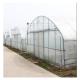 Agricultural Galvanized Tunnel Greenhouse Plastic Tomato Greenhouse With Bolt Connection