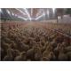 Plastic Poultry Nipple Drinker For Broiler Chicken