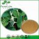 Superior Quality Featured Product 5%-98%Chlorogenic Acid Honeysuckle Flower Extract