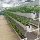 Highly Multi-Span Vertical Farming Container Greenhouse with Substrate Culture System