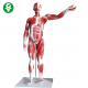 27 Parts 85cm Medical Training Manikins / Human Muscle Anatomy Model Organs Removable