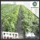 High Elasticity Polyethylene Film Greenhouse For Vegetables And Plants