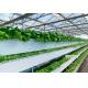 Tomato Plant  Hydroponic Good Weather Resistance Agricultural Greenhouse