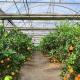 Multi-Span Greenhouse with Advanced Irrigation About Shipping Cost and Delivery Time