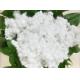 Recycled Hollow Conjugated Siliconized Polyester Fiber HCS 7D / 15D 64mm For Filling