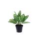 Beautiful Plastice Artificial Indoor Plants Calathea Sanderiana 35CM High