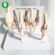 Stages Animal Anatomy Models / Dog Knee Joint Canine Osteoporosis Model