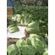 Agricultural Clean Fresh Chinese Cabbage Very Low In Calories 1kg / Per