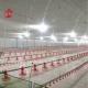 Stainless Steel Floor Type Poultry Farm Equipment Automatic Feeding And Drinking System Adela