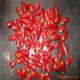 Stemless Dried Red Bullet Chilli Round 12% Moisture 4 - 7cm