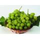 Prometryn 50% WP/herbicides/vegetable/fruits/cereal