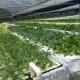 Commercial Film Greenhouse With Hydroponics Cultivation Custom