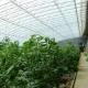 Advanced Humidity Control and Sunlight System for Vegetables in Commercial Greenhouse