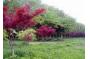 The orange osmanthus garden travels  Suzhou of China