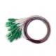 ISO9001 G657A2 Ribbon Patch Cord SC APC 12 Fiber Single Mode 0.9mm Pigtail