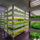 Shipping Cost and Estimated Delivery Time Container Greenhouses for Leafy Vegetables