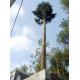 Communication Pine Palm Tree 50m Camouflage Cell Tower