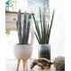 Garden Decoration Artificial Potted Plants , Desert Tropical Cactus Plant Pot