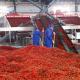 10 Tons Capacity Chili Drying System Pepper Mesh Belt Dryer Automatic OEM