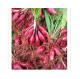 Eleutherine plicata bulb Red garlic roots xiao hong suan for herb