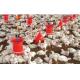 automatic poultry equipments of feeder