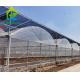 Multi Span Cucumber Plants Greenhouse PO Film 20m 100m Length