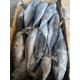 Canned New Landing Delicious 100g 300g A＋ Grade Frozen Bonito Fish