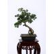 Ideal Imitation Bonsai Trees Rejuvenating Lush Fronds YC076-5 SJS Certification