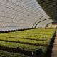 Square Meter Commercial Cucumber Cultivation Sunlight Greenhouse Solution with Output