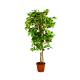 160cm Artificial Cherry Tree Corner Decoration Lush Style No Nursing Easy To Care Evergreen Plants