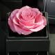 Romantic Everlasting Real Preserved Rose Flower Large Single Rose in Drawer Gift Box for Decoration Gift