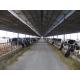 Pre-engineered Steel Framing Systems Breeding Cow / Horse With Roof Panels