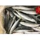 Seafood Health High Protein 100g 120g Frozen Round Scad