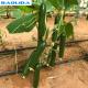 Agricultural Drip Irrigation Pipe Tape Systems For Farm High Efficient