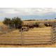 Full Welded 1.6m Hight Animals Cattle Fence Panel / Metal Horse Fence Panels