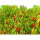 New Crop 4-7 Cm Asian Dried Chili Peppers Spicy Popular In Sichuan Restaurants