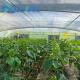 30-Day Return Fog Prevention System for Flower Production in Arched Roof Greenhouse