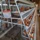 Manual And Automatic Layer Chicken Steel Cage A Frame