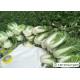 HACCP Chinese Celery Cabbage , Chinese Long Cabbage Suitable For Frying / Simmering