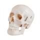 Studying PVC 21cm 1kg Human Skull Anatomy Model