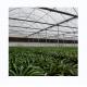 Galvanized Steel Frame Single Layer Film Greenhouse For Large Scale Commercial Farming