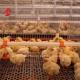 Hightop Chick Brooder Chicken Cage Of Poultry Chicks Ada