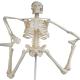Articulated 45cm Life Size Human Skeleton Model For Teaching