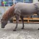 Customized Life Size Animatronic Horse For Decoration Waterproofing
