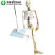 Medical Life Size Human Body Skeleton Model For Kids Anatomy Plastic