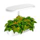 Indoor Full Spectrum 24W Hydroponic Growing System Succulents Herb