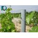 Q235 Steel Galvanized Orchard Trellis Systems For Grape / Fruits Customized Length